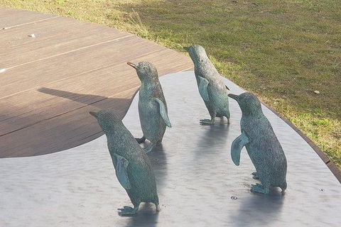 Phillip Island Penguin And Wildlife Tour - Kingaroy Accommodation 14