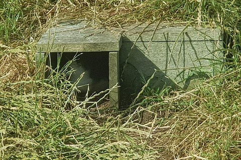 Phillip Island Penguin And Wildlife Tour - Kingaroy Accommodation 11