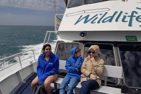 Phillip Island Penguin And Wildlife Tour - Kingaroy Accommodation 15