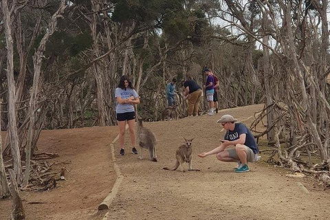 Phillip Island Penguin And Wildlife Tour - Kingaroy Accommodation 34