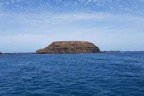 Phillip Island Penguin And Wildlife Tour - Kingaroy Accommodation 17