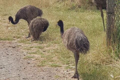 Phillip Island Penguin And Wildlife Tour - Kingaroy Accommodation 32