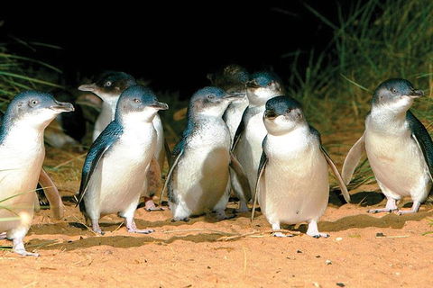 Phillip Island Penguin And Wildlife Tour - Kingaroy Accommodation 0