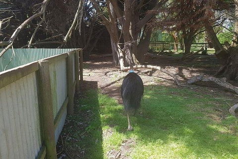 Phillip Island Penguin And Wildlife Tour - Kingaroy Accommodation 5