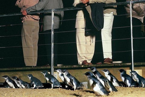 Phillip Island Penguin And Wildlife Tour - Kingaroy Accommodation 20