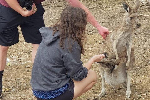 Phillip Island Penguin And Wildlife Tour - Kingaroy Accommodation 12