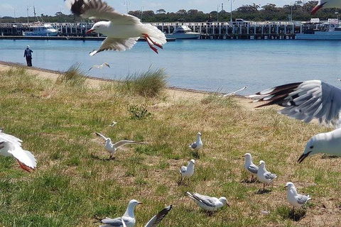 Phillip Island Penguin And Wildlife Tour - Kingaroy Accommodation 1