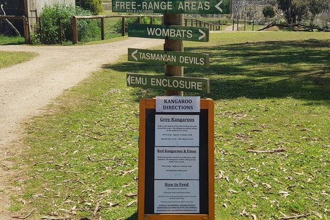 Phillip Island Penguin And Wildlife Tour - Kingaroy Accommodation 4