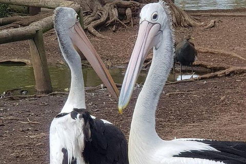Phillip Island Penguin And Wildlife Tour - Kingaroy Accommodation 6