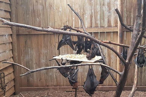 Phillip Island Penguin And Wildlife Tour - Kingaroy Accommodation 31