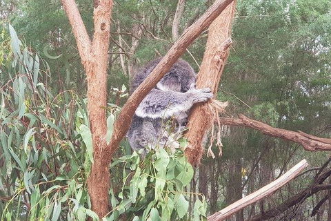 Phillip Island Penguin And Wildlife Tour - Kingaroy Accommodation 16