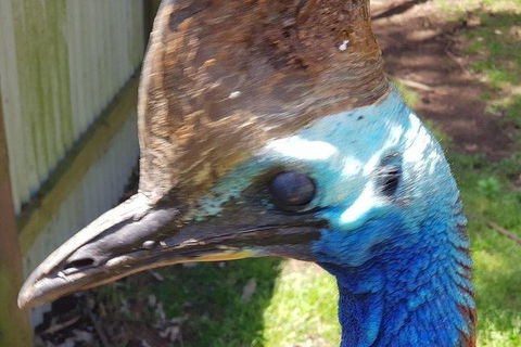 Phillip Island Penguin And Wildlife Tour - Kingaroy Accommodation 19