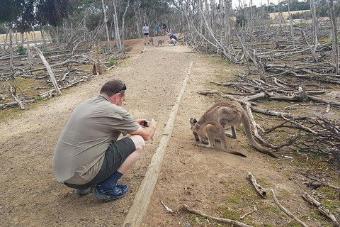 Phillip Island Penguin And Wildlife Tour - Kingaroy Accommodation 30
