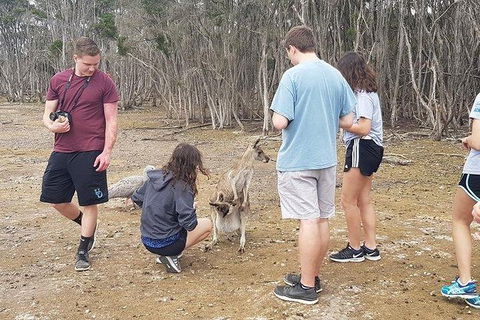 Phillip Island Penguin And Wildlife Tour - Kingaroy Accommodation 3