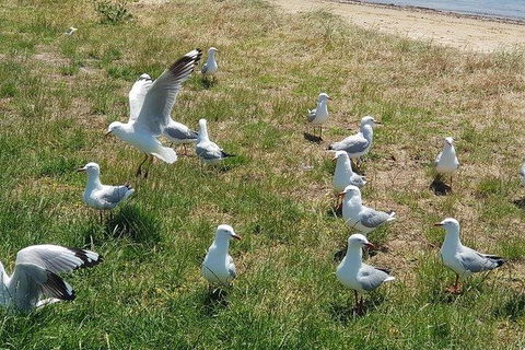 Phillip Island Penguin And Wildlife Tour - Kingaroy Accommodation 9
