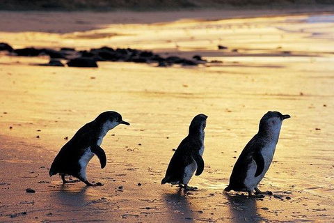 Phillip Island Penguin And Wildlife Tour - Kingaroy Accommodation 13