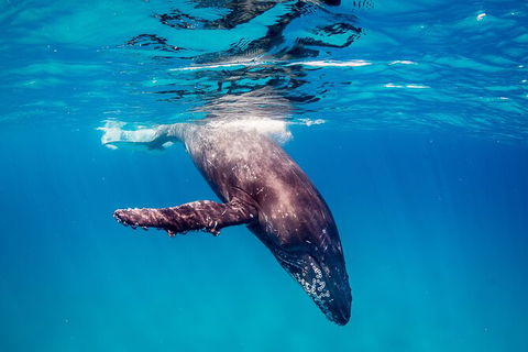 Life On Ningaloo Swimming Tour In Exmouth - Kingaroy Accommodation 5