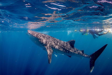 Life On Ningaloo Swimming Tour In Exmouth - Kingaroy Accommodation 2