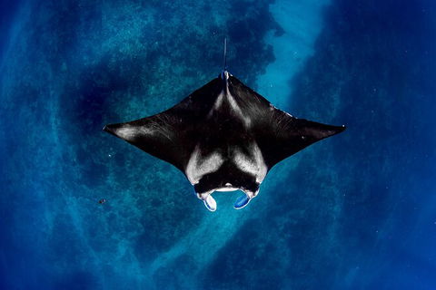 Life On Ningaloo Swimming Tour In Exmouth - Kingaroy Accommodation 3
