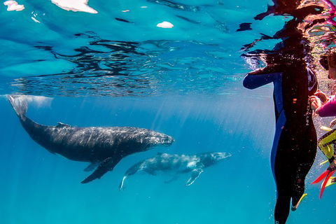 Life On Ningaloo Swimming Tour In Exmouth - Kingaroy Accommodation 0