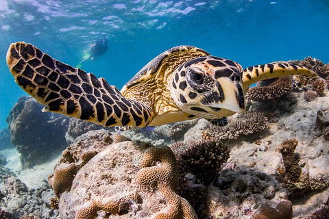 Life On Ningaloo Swimming Tour In Exmouth - Kingaroy Accommodation 1