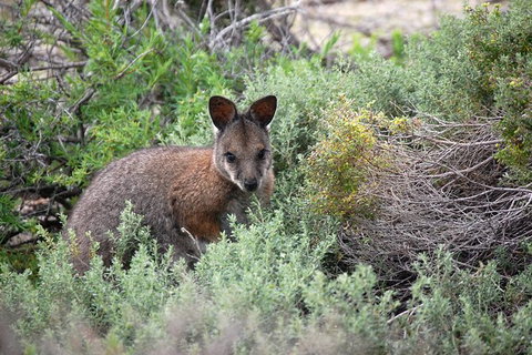 Pink Lake + Abrolhos Islands Nature Tour - Kingaroy Accommodation 2