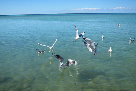 Pink Lake + Abrolhos Islands Nature Tour - Kingaroy Accommodation 4