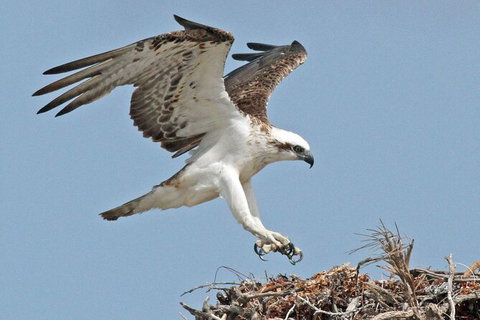 Pink Lake + Abrolhos Islands Nature Tour - Kingaroy Accommodation 5