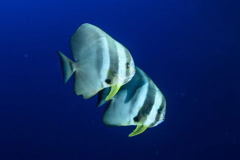 Become A PADI Open Water Diver In 3 Days In Perth - Kingaroy Accommodation 4