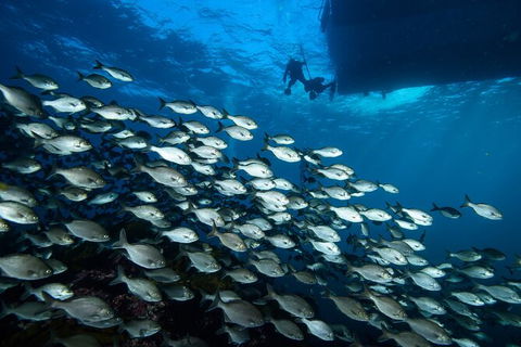 Become A PADI Open Water Diver In 3 Days In Perth - Kingaroy Accommodation 2