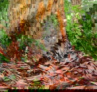 From Pemberton 4.5 Hours Guided Beach and Forest Eco Adventure - Kingaroy Accommodation