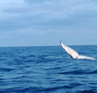 Whale Watching boat tour in Geraldton - Kingaroy Accommodation