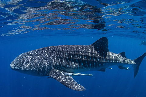 Full-Day Whale Sharks Swimming Experience On Ningaloo Reef - Kingaroy Accommodation 10