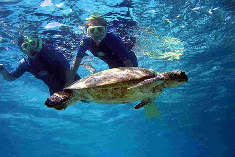 Full-Day Whale Sharks Swimming Experience On Ningaloo Reef - Kingaroy Accommodation 7