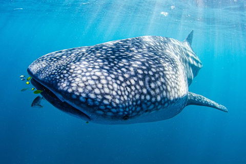 Full-Day Whale Sharks Swimming Experience On Ningaloo Reef - Kingaroy Accommodation 9