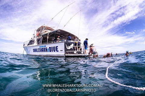 Full-Day Whale Sharks Swimming Experience On Ningaloo Reef - Kingaroy Accommodation 13