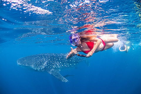 Full-Day Whale Sharks Swimming Experience On Ningaloo Reef - Kingaroy Accommodation 0