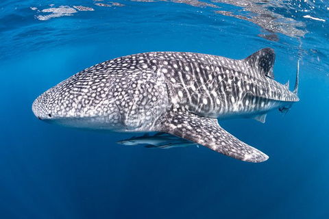 Full-Day Whale Sharks Swimming Experience On Ningaloo Reef - Kingaroy Accommodation 14
