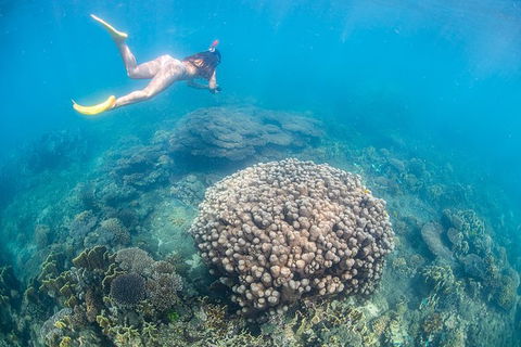 Full-Day Whale Sharks Swimming Experience On Ningaloo Reef - Kingaroy Accommodation 6