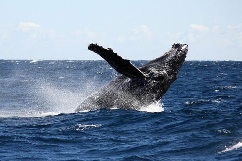 Full-Day Whale Sharks Swimming Experience On Ningaloo Reef - Kingaroy Accommodation 8