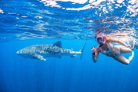 Full-Day Whale Sharks Swimming Experience On Ningaloo Reef - Kingaroy Accommodation 17