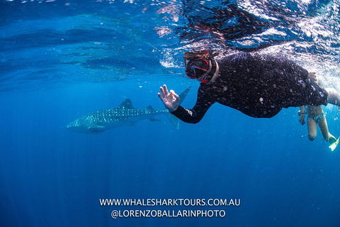 Full-Day Whale Sharks Swimming Experience On Ningaloo Reef - Kingaroy Accommodation 2