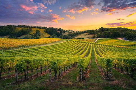 Swan Valley Sunset Wine Tour - Premium Small Group Tour - Kingaroy Accommodation 0
