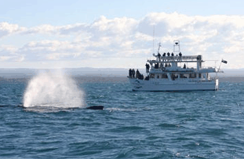 Dolphin Watch Cruises - Kingaroy Accommodation 0