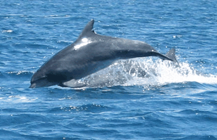 Dolphin Watch Cruises - Kingaroy Accommodation 3