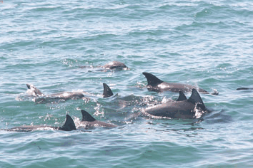 Dolphin Watch Cruises - Kingaroy Accommodation 4