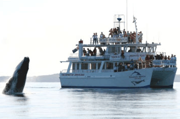Dolphin Watch Cruises - Kingaroy Accommodation 6