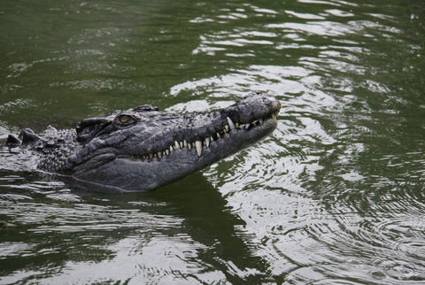 Daintree River Cruise Centre - Kingaroy Accommodation 1