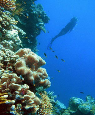 Reef Magic Cruises - Kingaroy Accommodation 0