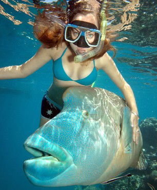 Reef Magic Cruises - Kingaroy Accommodation 1